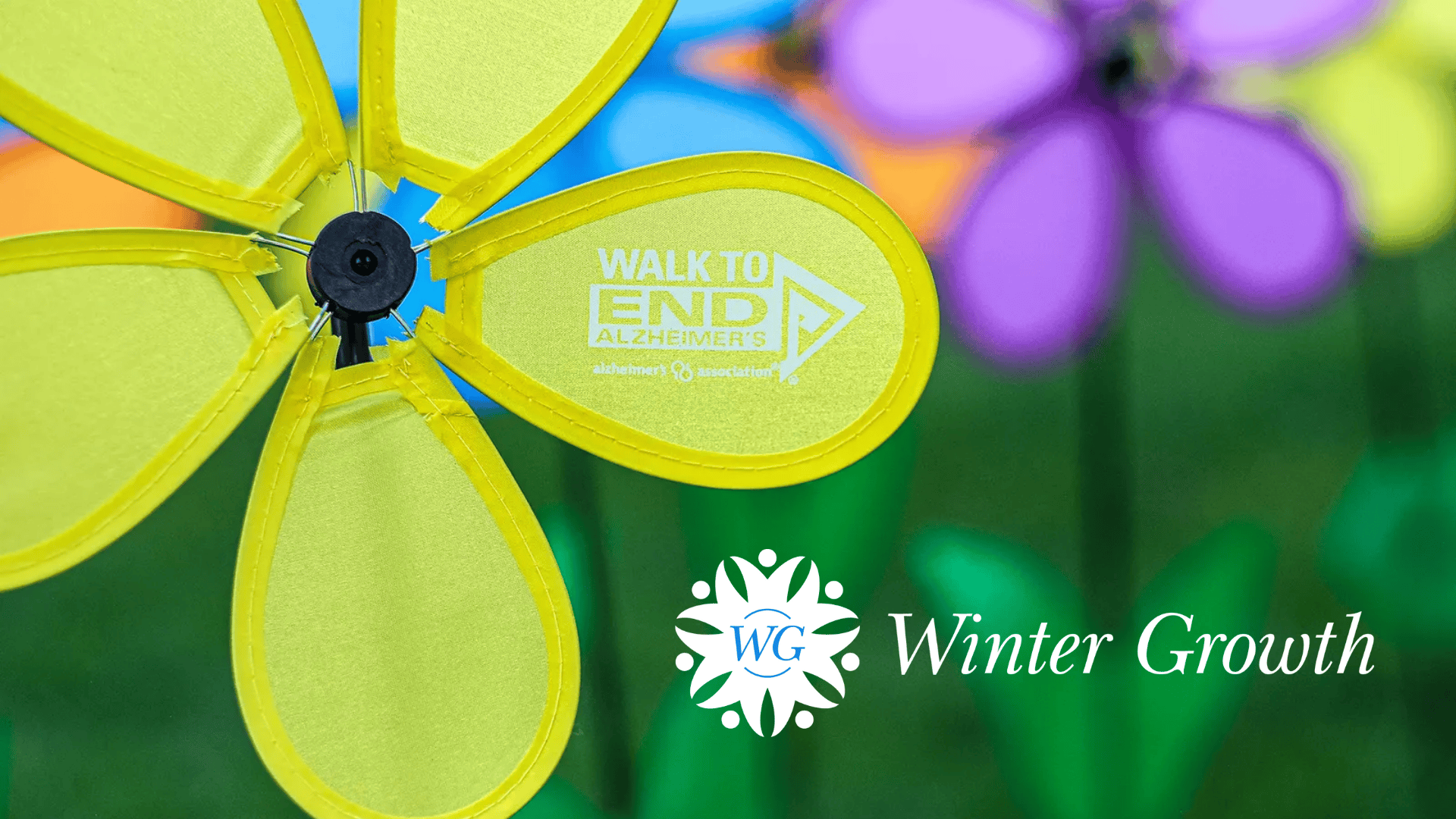 View of yellow, purple, orange, and blue Alzheimer's Association pinwheel flowers in a grassy field. Winter Growth's logo in white appears in the right lower corner
